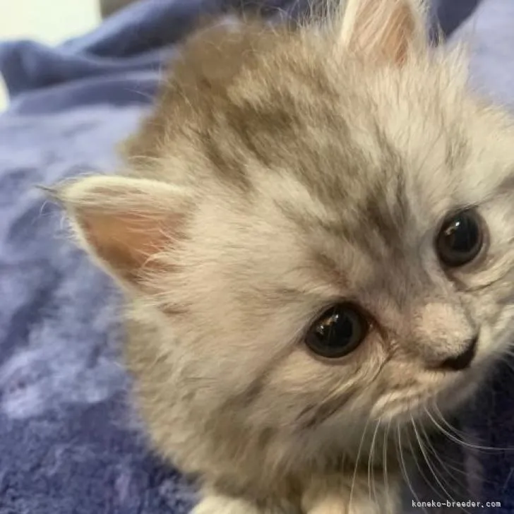 ID:2207-02464の子猫