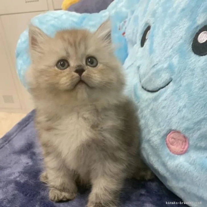 ID:2208-02240の子猫