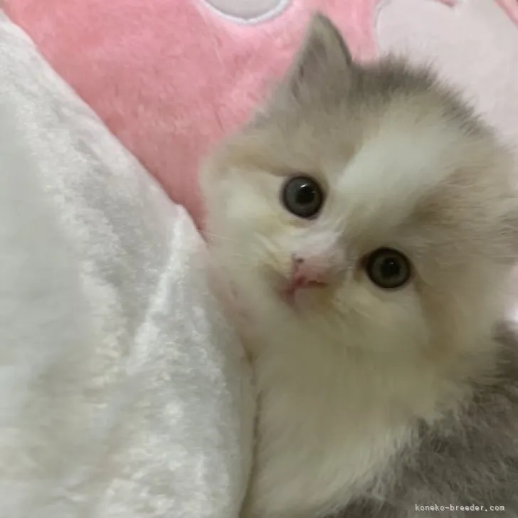 ID：2304-00481の子猫