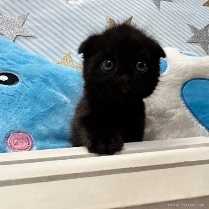 ID:2210-00107の子猫