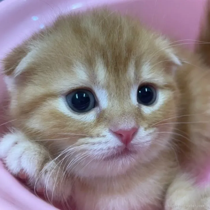 ID：2307-00004の子猫