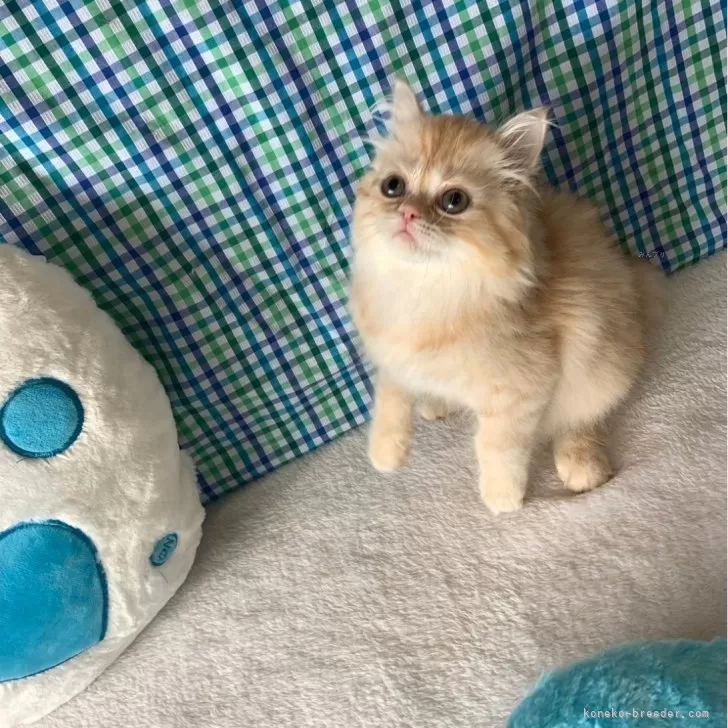 ID：2404-03654の子猫