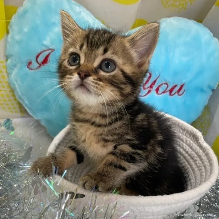 ID：2306-02119の子猫