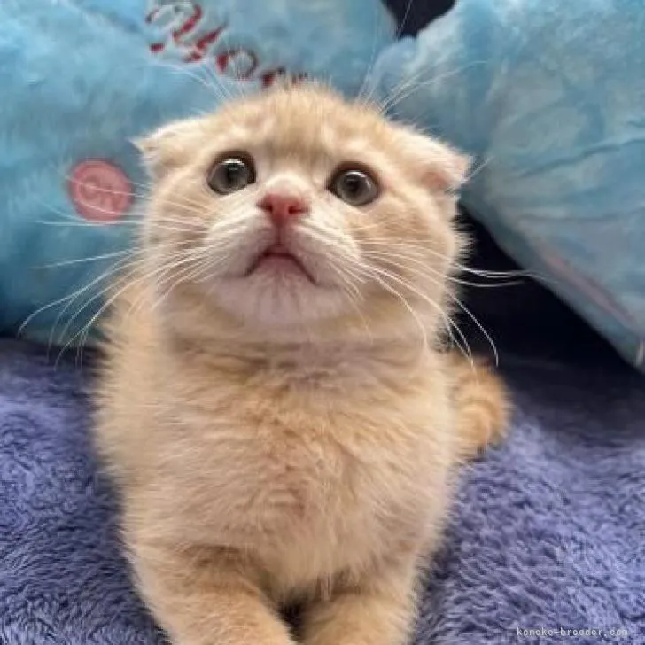 ID:2207-00909の子猫