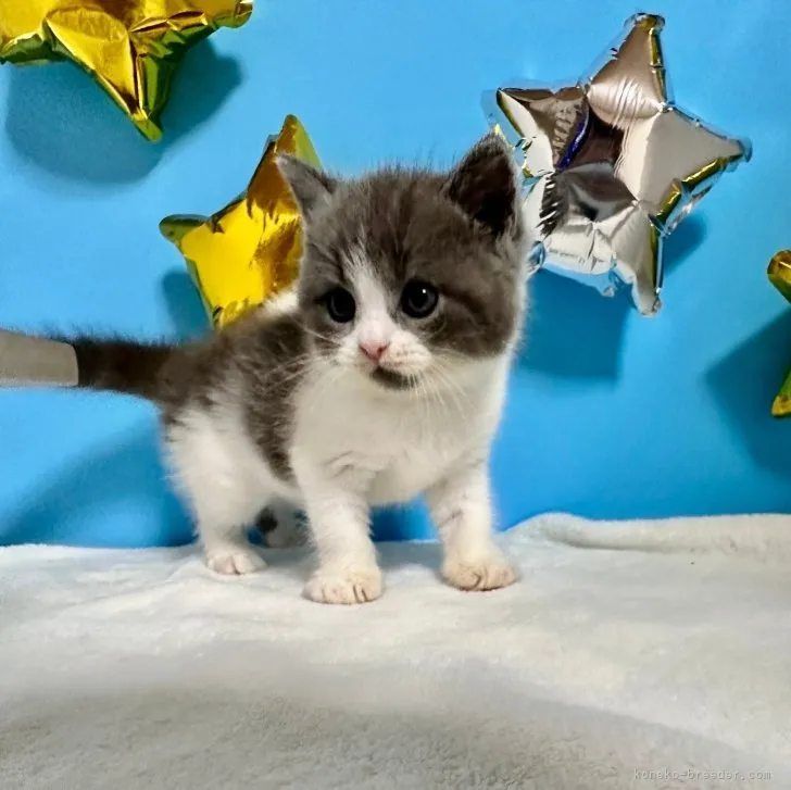 ID：2307-02074の子猫