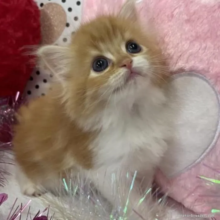 ID：2207-01632の子猫