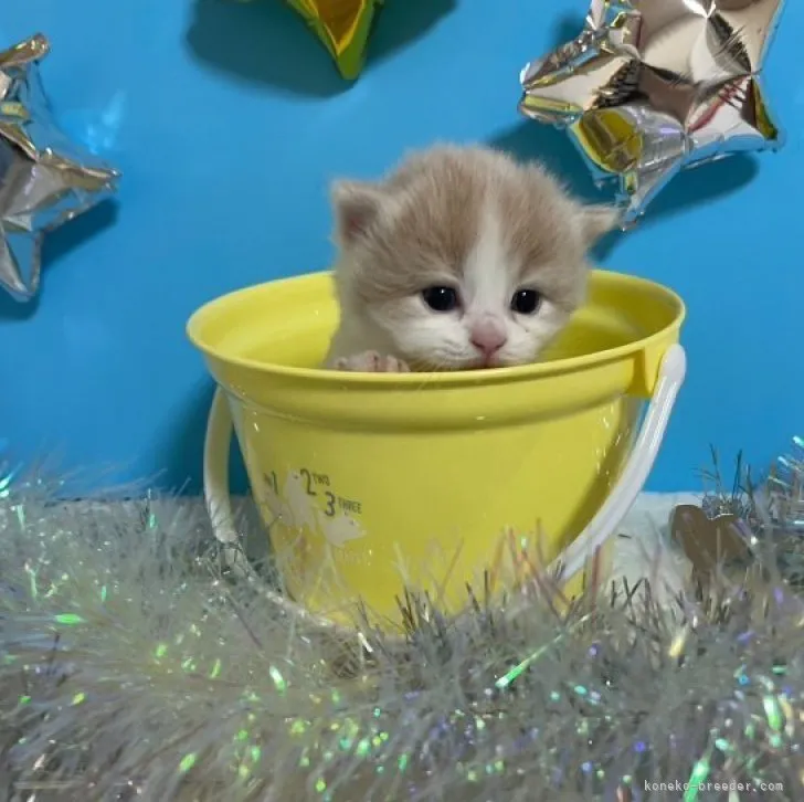 ID：2308-03039の子猫