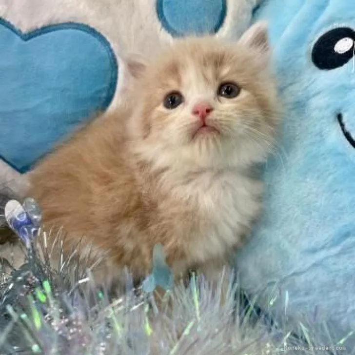 ID:2206-02859の子猫