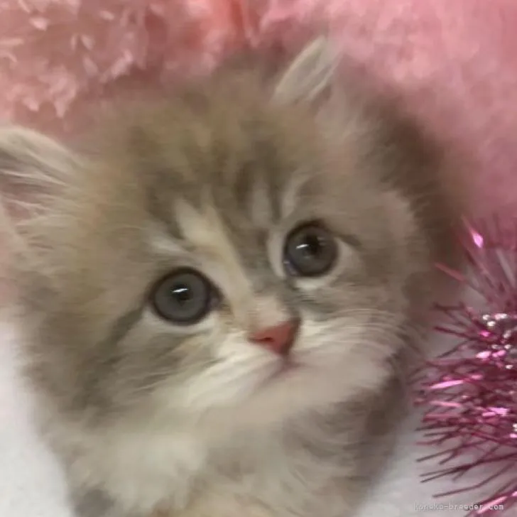 ID:2209-01988の子猫