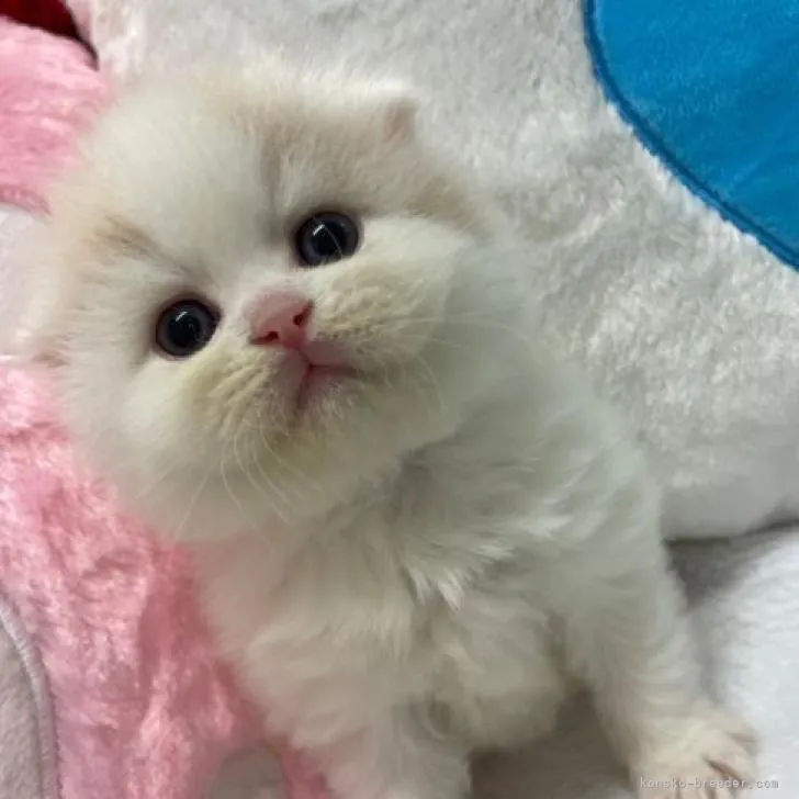 ID:2301-00987の子猫
