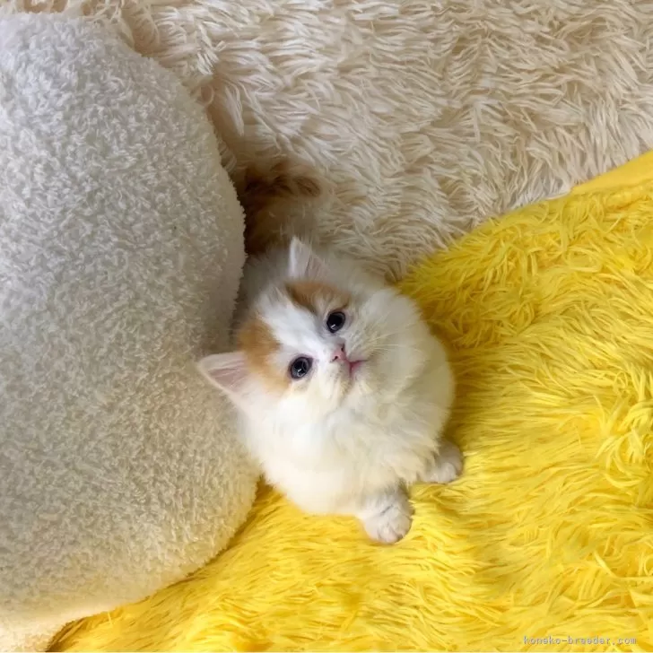 ID：2412-00993の子猫