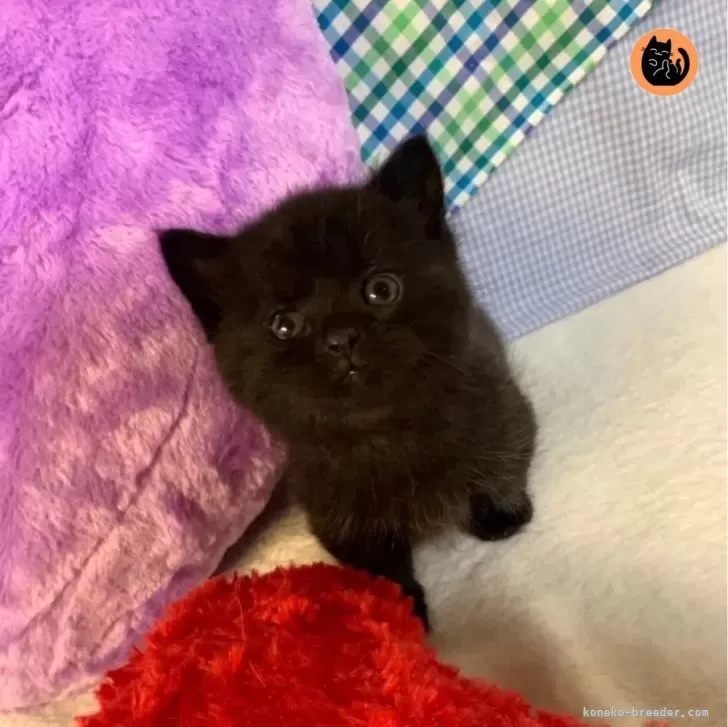 ID：2403-00079の子猫
