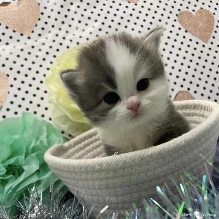 ID:2212-01368の子猫