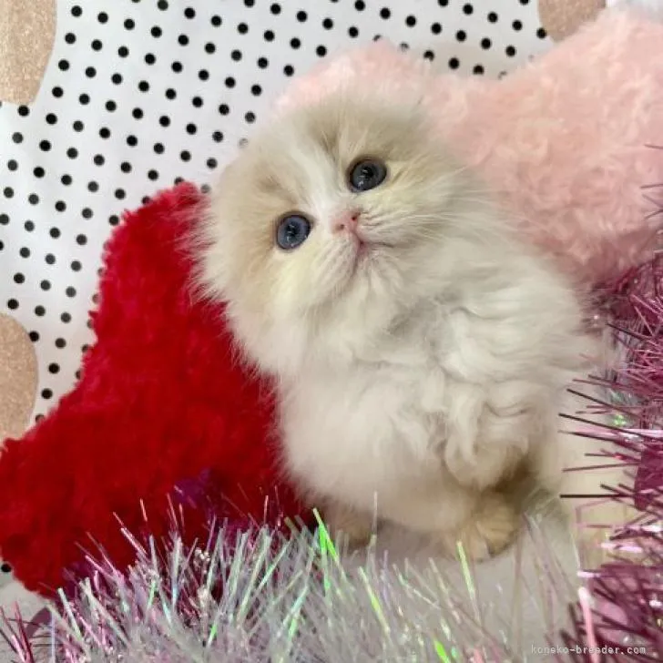 ID:2207-01635の子猫