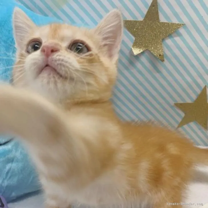 ID:2210-01881の子猫