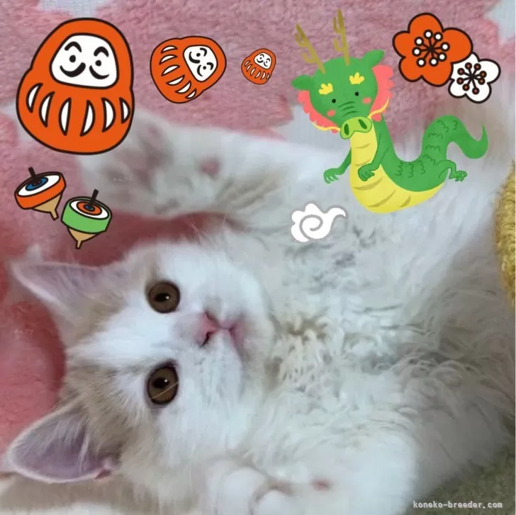 ID：2310-00126の子猫