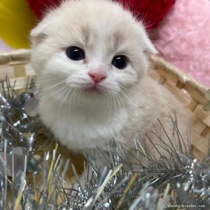 ID：2301-01625の子猫