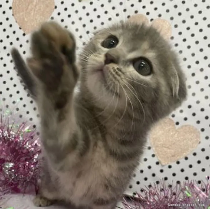 ID:2208-00841の子猫