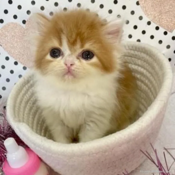 ID:2207-00968の子猫