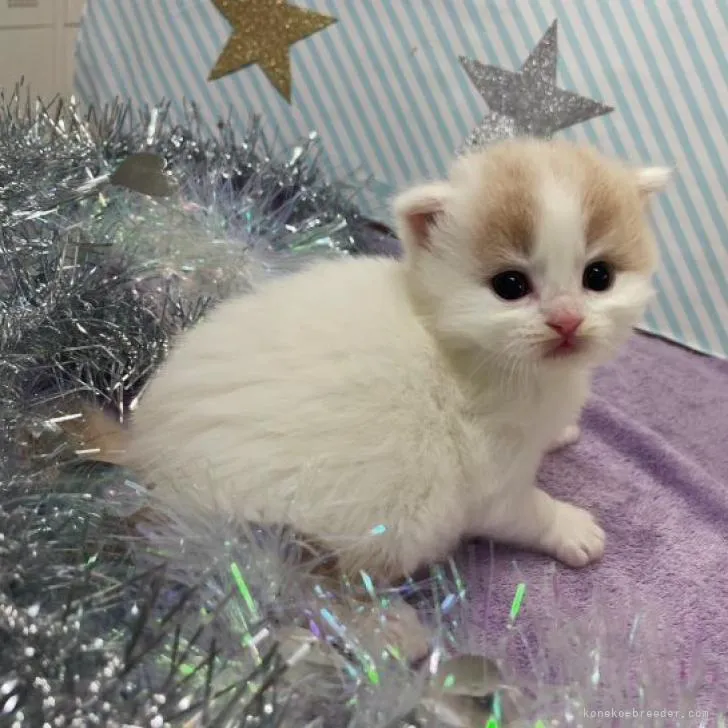 ID:2211-00917の子猫