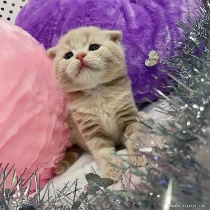 ID:2210-02809の子猫