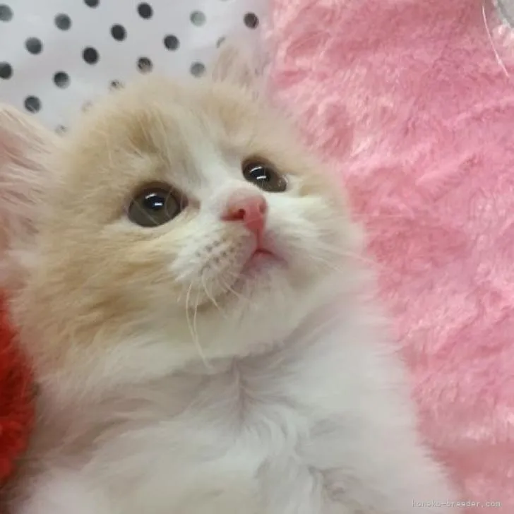 ID:2209-02868の子猫