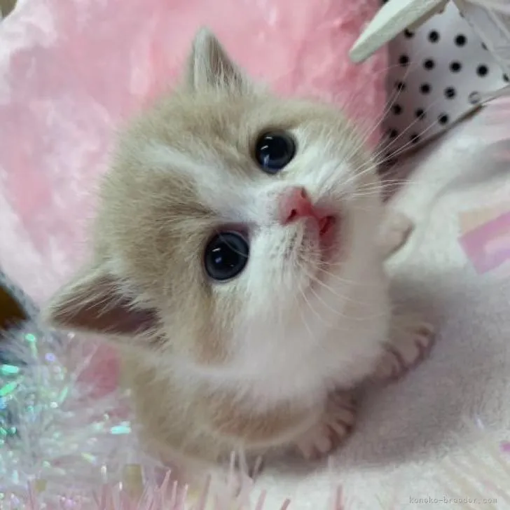 ID:2211-02372の子猫