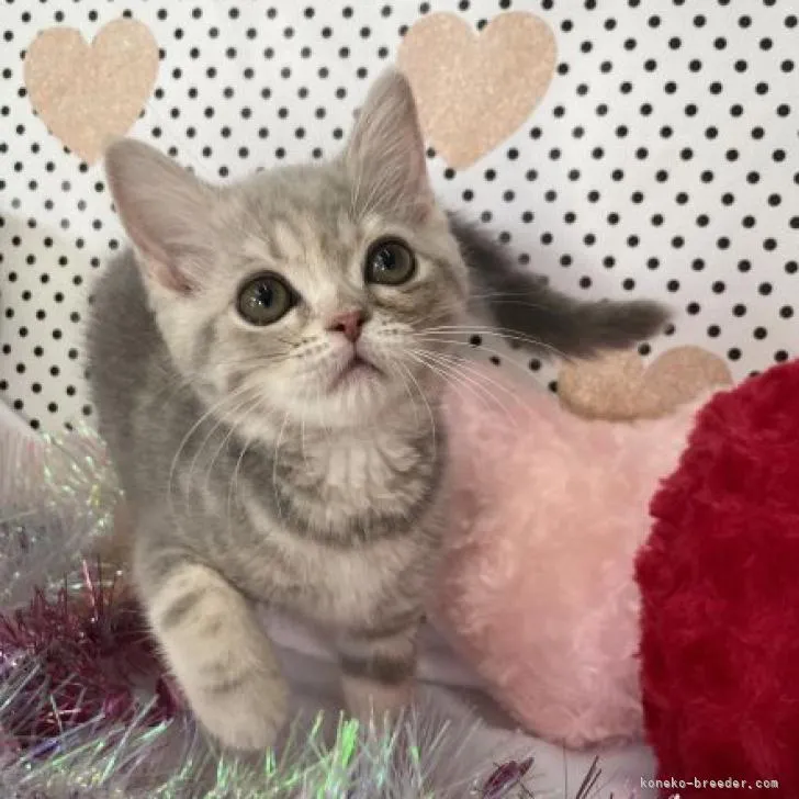 ID:2207-02826の子猫