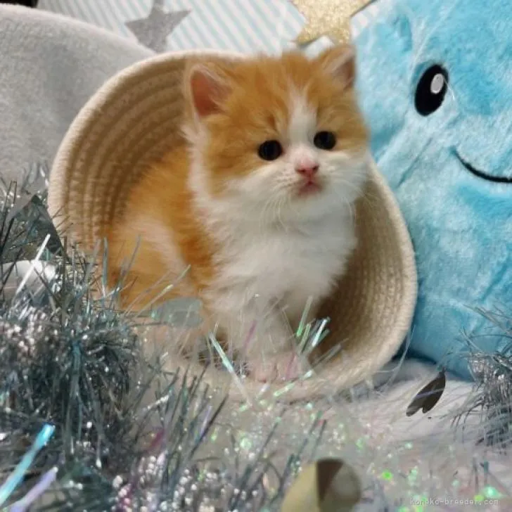 ID：2209-01447の子猫