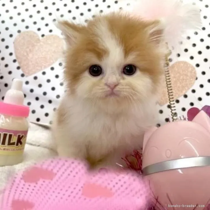 ID:2207-00967の子猫