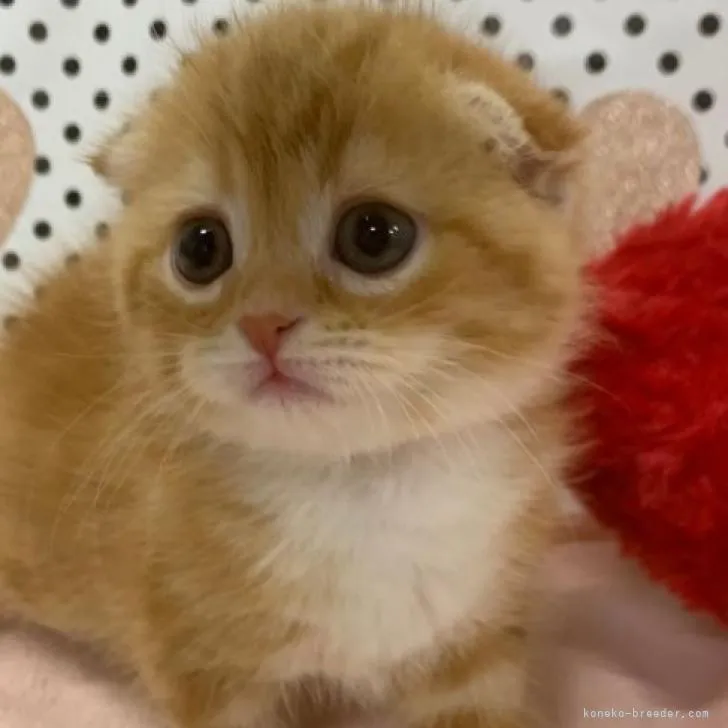 ID：2209-00230の子猫