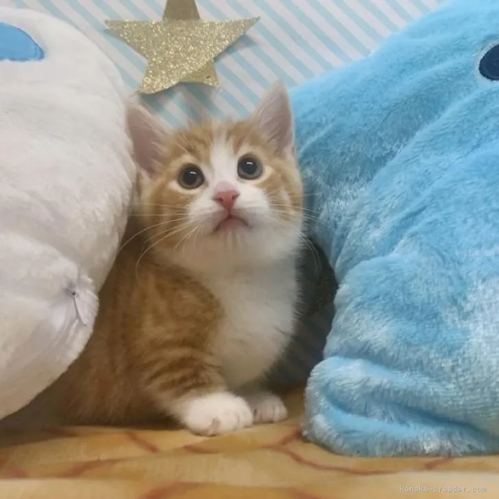 ID:2211-00911の子猫