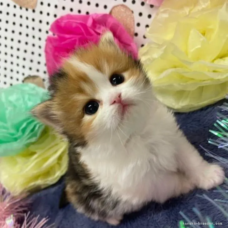 ID:2301-00407の子猫