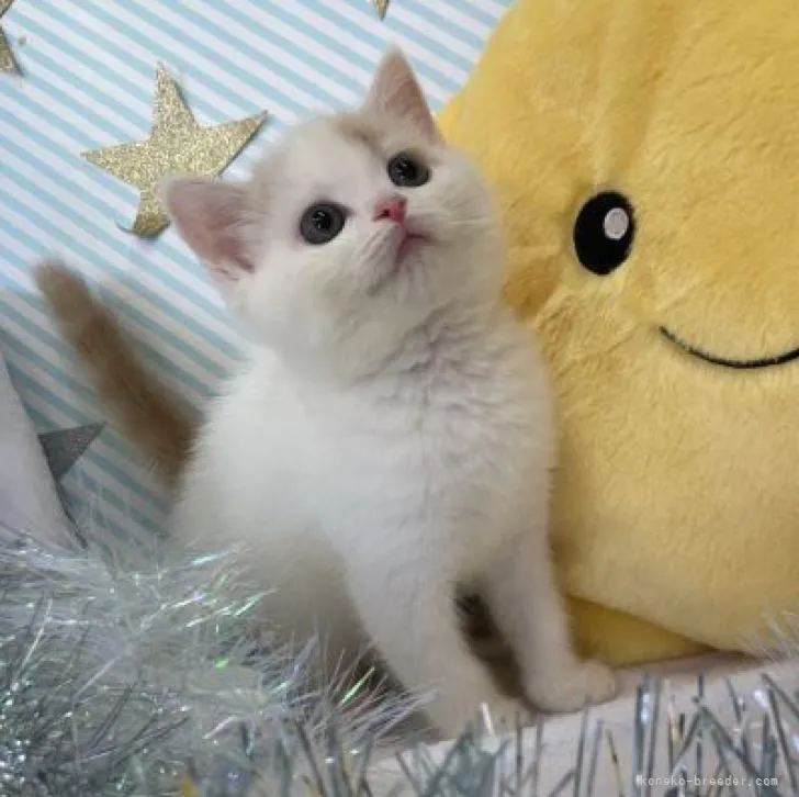 ID:2208-00836の子猫