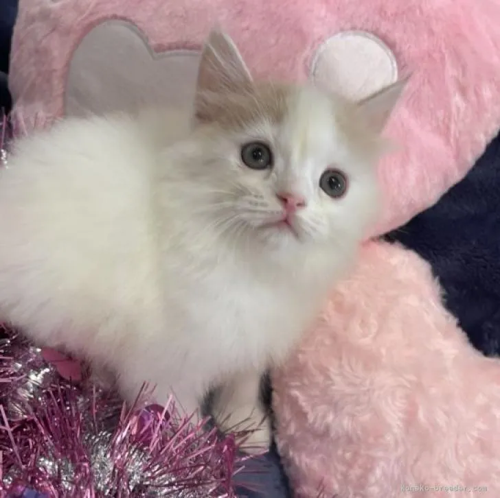 ID:2207-03160の子猫