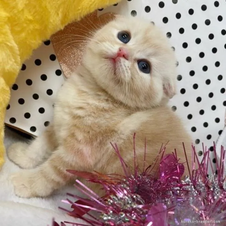 ID:2210-01395の子猫