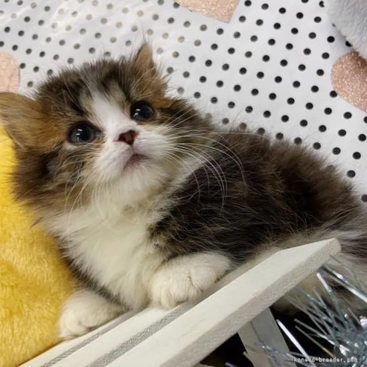 ID:2209-00763の子猫