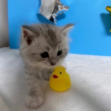サイベリアン【大阪府・男の子・2023年6月11日・シルバータビー&ホワイト】の写真「かわいい男の子」