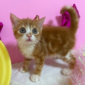 スコティッシュフォールド(立ち耳)【大阪府・女の子・2023年5月1日・レッドタビー&ホワイト(短毛)】の写真「かわいい女の子」