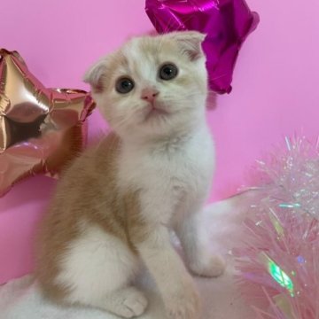 スコティッシュフォールド(折れ耳)【大阪府・女の子・2023年5月31日・クリームタビー&ホワイト(短毛)】の写真「かわいい女の子」