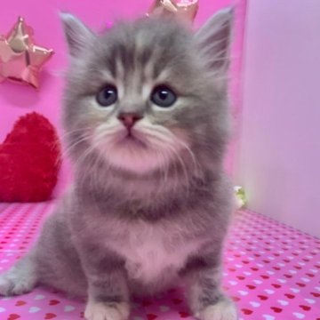 スコティッシュフォールド(立ち耳)【大阪府・女の子・2023年5月22日・ブルータビー&ホワイト(ロング)】の写真「かわいい女の子」