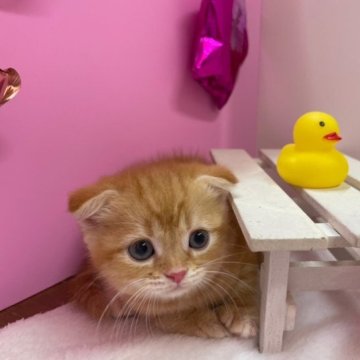 スコティッシュフォールド(折れ耳)【大阪府・女の子・2023年5月25日・レッドタビー(短毛)】の写真「かわいい女の子」