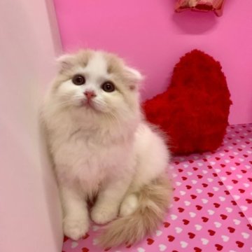 スコティッシュフォールド(折れ耳)【大阪府・女の子・2023年5月9日・クリームタビー&ホワイト(ロング)】の写真「かわいい女の子」