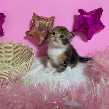 スコティッシュフォールド(折れ耳)【大阪府・女の子・2023年7月20日・キャリコ(短毛)】の写真「かわいい女の子」