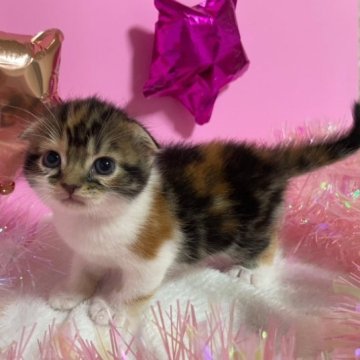 スコティッシュフォールド(折れ耳)【大阪府・女の子・2023年7月20日・キャリコ(短毛)】の写真「かわいい女の子」