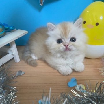 マンチカン(短足)【大阪府・男の子・2023年7月3日・クリームタビー(ロング)】の写真「かわいい男の子」