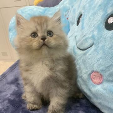 サイベリアン【大阪府・男の子・2022年6月28日・シルバータビー】の写真「かわいい男の子」
