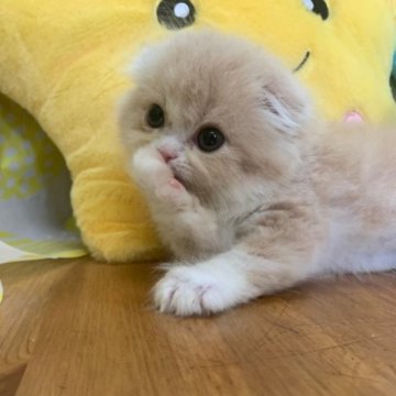 スコティッシュフォールド(立ち耳)【大阪府・男の子・2023年5月2日・クリームタビー&ホワイト(ロング)】の写真「かわいい男の子」