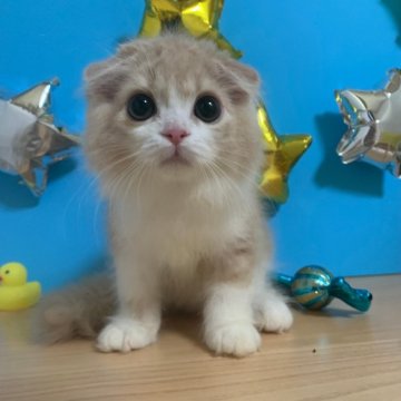 スコティッシュフォールド(折れ耳)【大阪府・男の子・2023年5月26日・クリームタビー&ホワイト(ロング)】の写真「くりくりお目目の超美形です！」