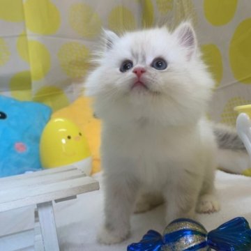 サイベリアン【大阪府・男の子・2023年2月9日・ブルーポイント】の写真「かわいい男の子」